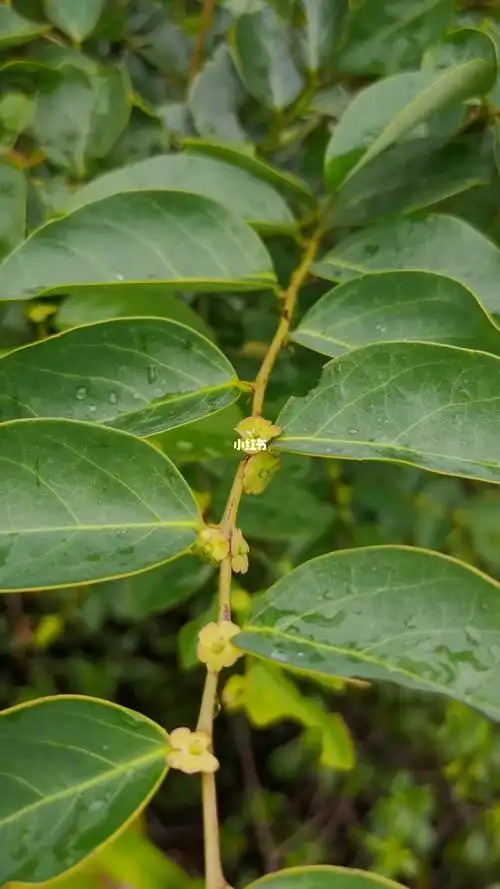 狗脚刺黑面叶四眼草铁甲将军