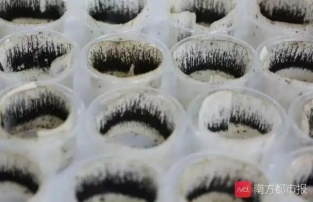 广州有群人,每周生产500万只蚊子?