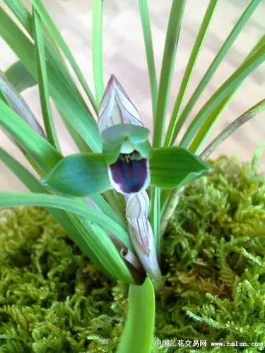 豆瓣红唇(09年**兰)-春兰篇-中国兰花交易网社区