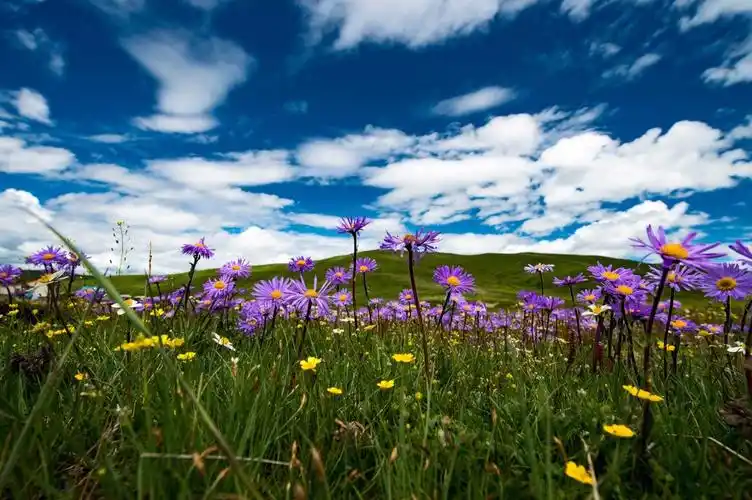西藏自驾去若尔盖红原大草原美丽的花海我们不见不散
