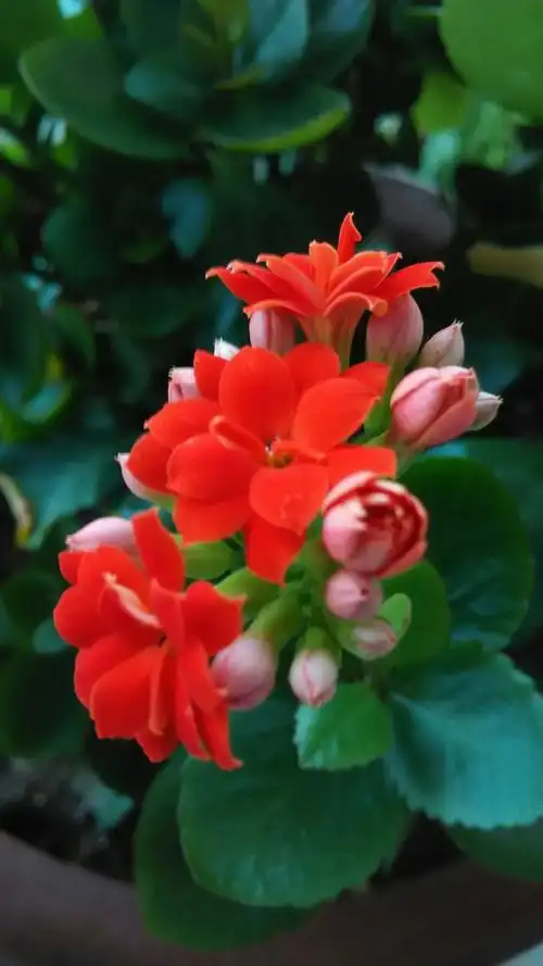 《长寿花》别名寿星花.生长期可达4个月.