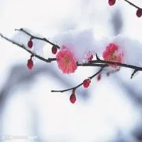 傲雪寒梅微信头像_微信头像图片大全