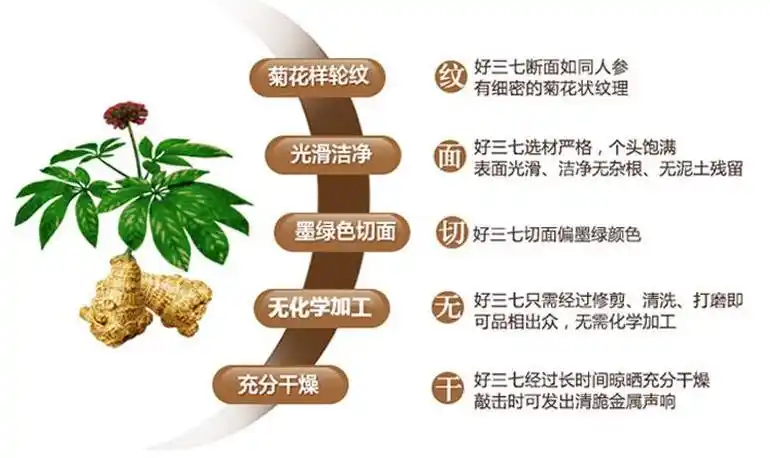 脑出血和脑血栓病人吃三七粉为什么有效