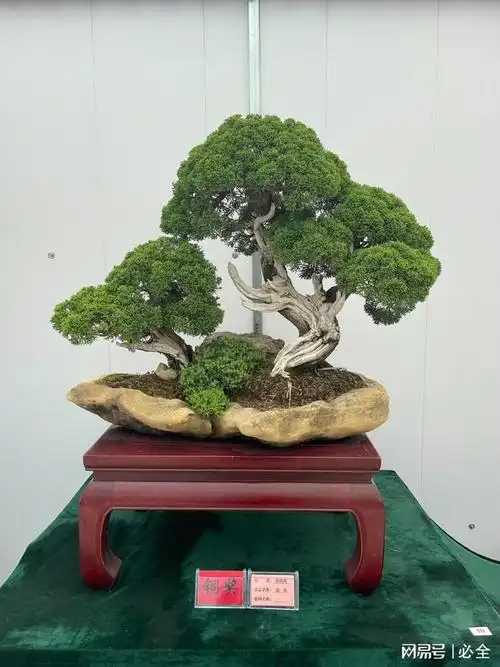 第十八届泰山苗木花卉交易会获奖盆景作品展示