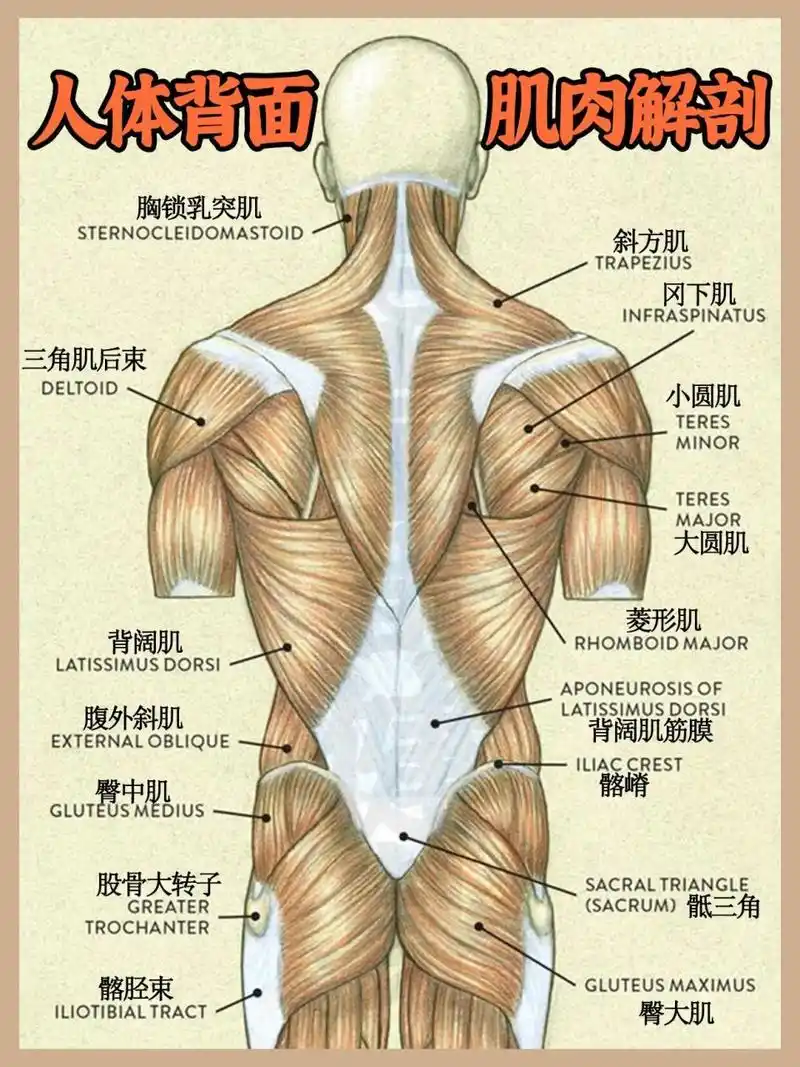基础肌肉解剖完整版 | 建议收藏78156997 73想要学好健身