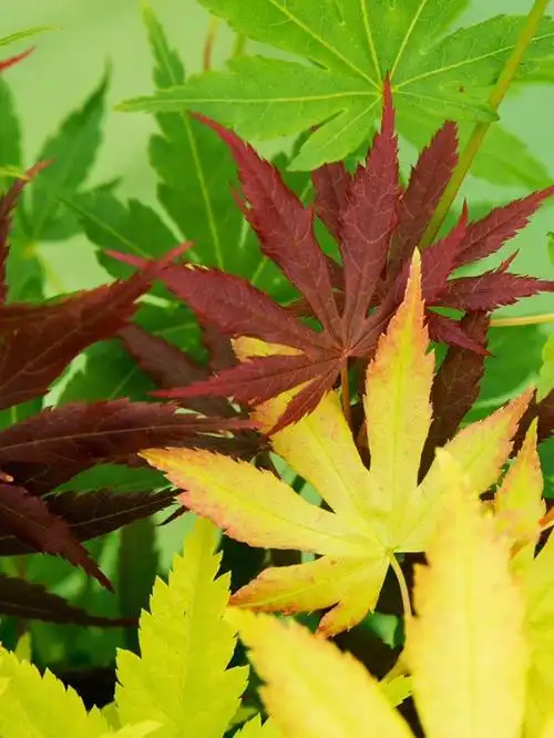 三品种合一喜欢枫树但地方不大的