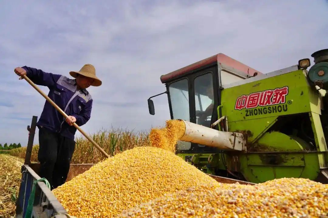 孟州市谷旦镇:金秋五谷香 玉米丰收忙-大象网