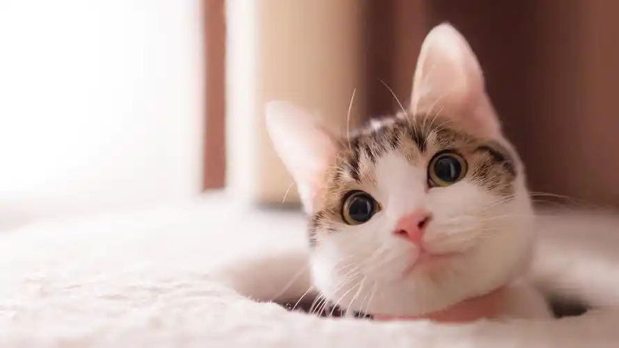 萌宠喵星人高清可爱猫咪写真桌面壁纸萌宠猫咪喵星人唯美可爱