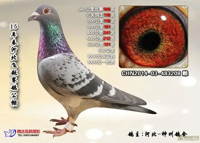 血统电脑戈马力x花木兰_相册_腾翔鸽店 - 赛鸽资讯网