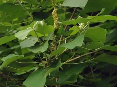 白面风取物10:1 速溶 规格可定制 白面风粉 生产厂家 500克装