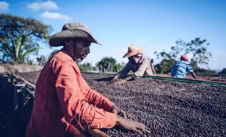 埃塞俄比亚西达摩咖啡产区故事阿尔西咖啡豆风味特点口感描述
