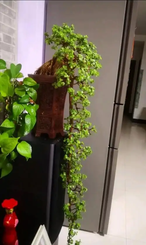 金枝玉叶盆景造型大全,各式各样,全是极品,收藏以后做参考