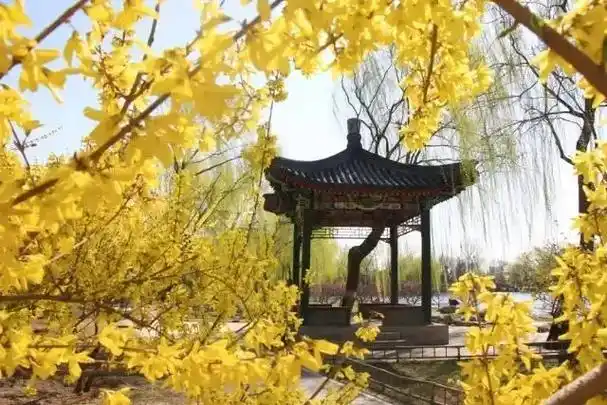 圆明园遗址公园赏花攻略