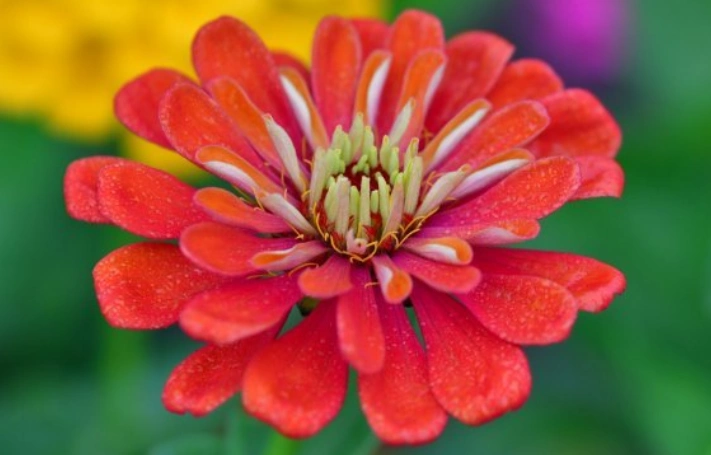 和平友谊代表什么花?