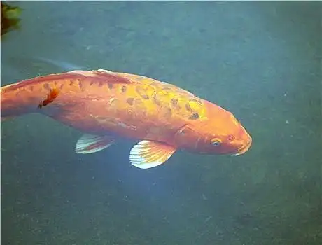 彩色,鲤鱼
