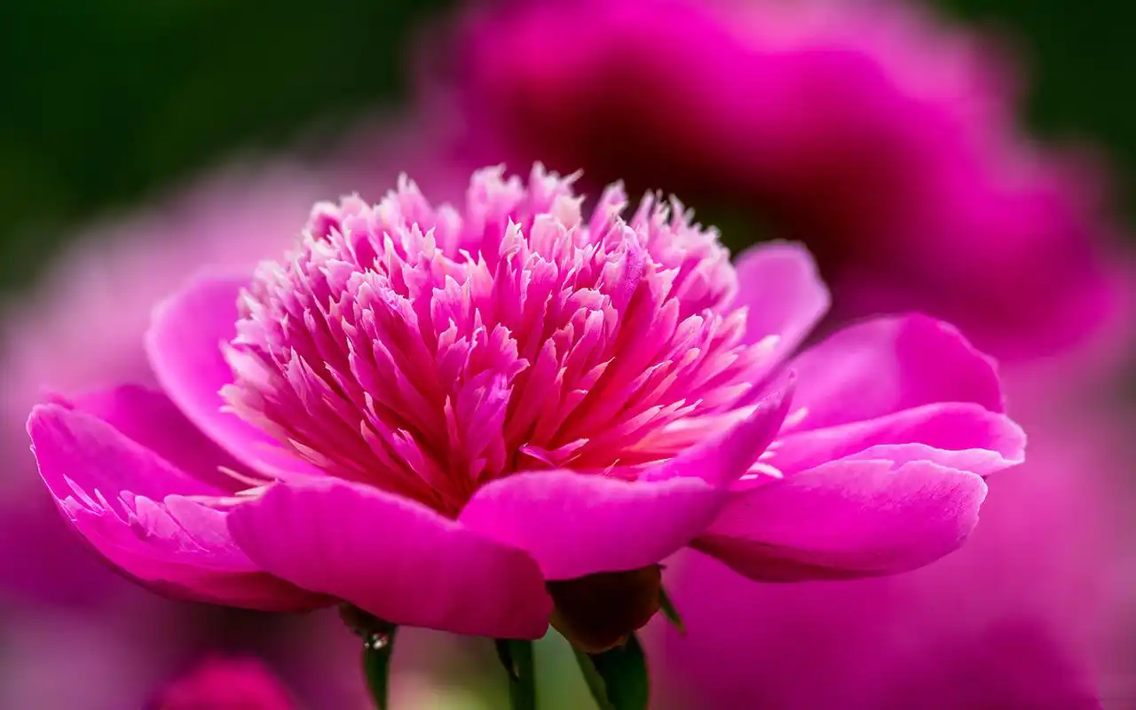 网罗最热门的明星,美女,卡通等图片,美桌网把热门壁纸图片推荐给您,让