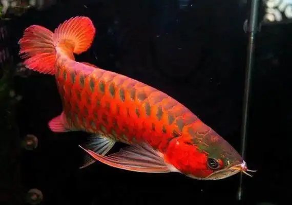 世界上最贵的观赏鱼血红龙鱼价值60万美元
