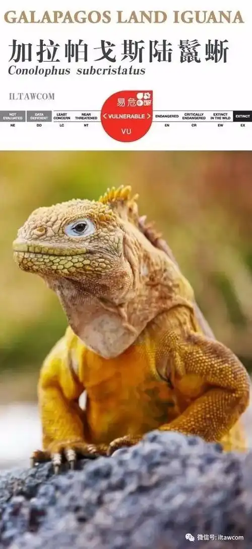 种: 加拉帕戈斯陆鬣蜥