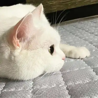 可爱小狗头像萌宠适合女生用的狗狗头像