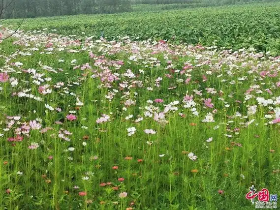 云南曲靖彩云镇绿美行动见成效鲜花绽放正当时