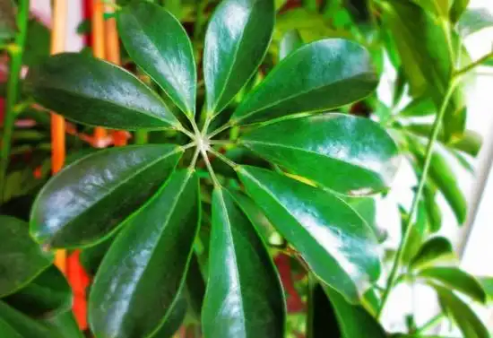 常见的室内木本植物