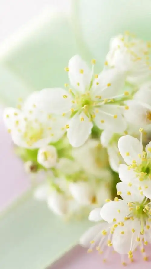 清新淡雅的小花,高清图片,手机锁屏桌面-壁纸族