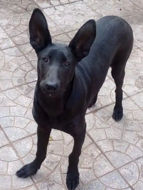 纯种黑狼犬多少钱一只黑狼犬幼崽价格