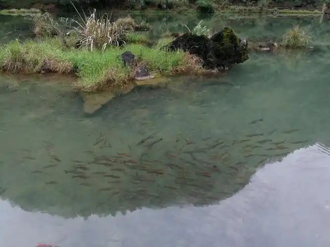 绿水中的鱼和倒影的山水