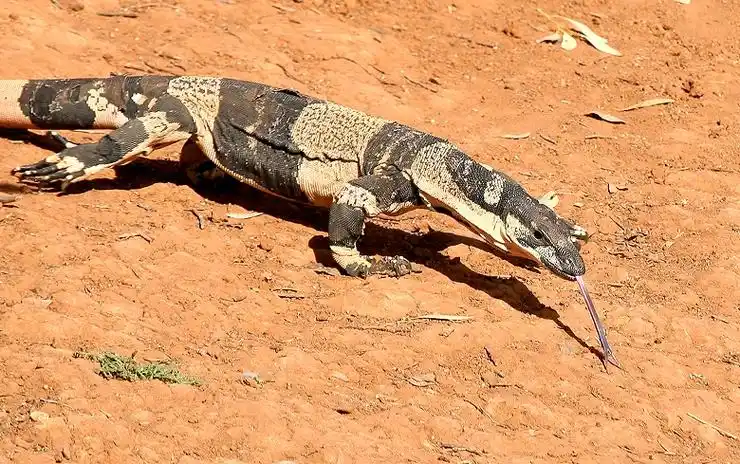 p>尼罗河巨蜥是非洲最大的蜥类,体长1~1.