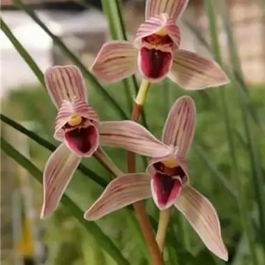 莲瓣兰【如意红舌】1苗1芽正品 - 中国兰花交易网