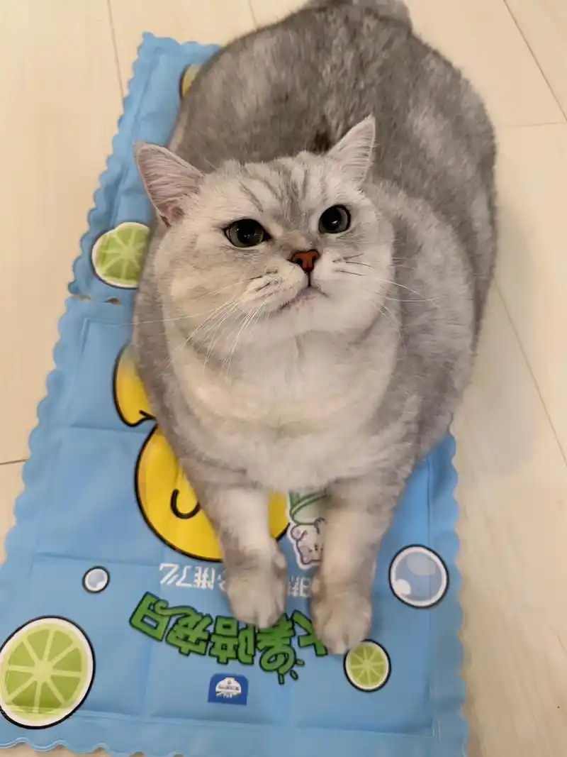 天气太热,不想出门?大暑陪宠日宅家爽