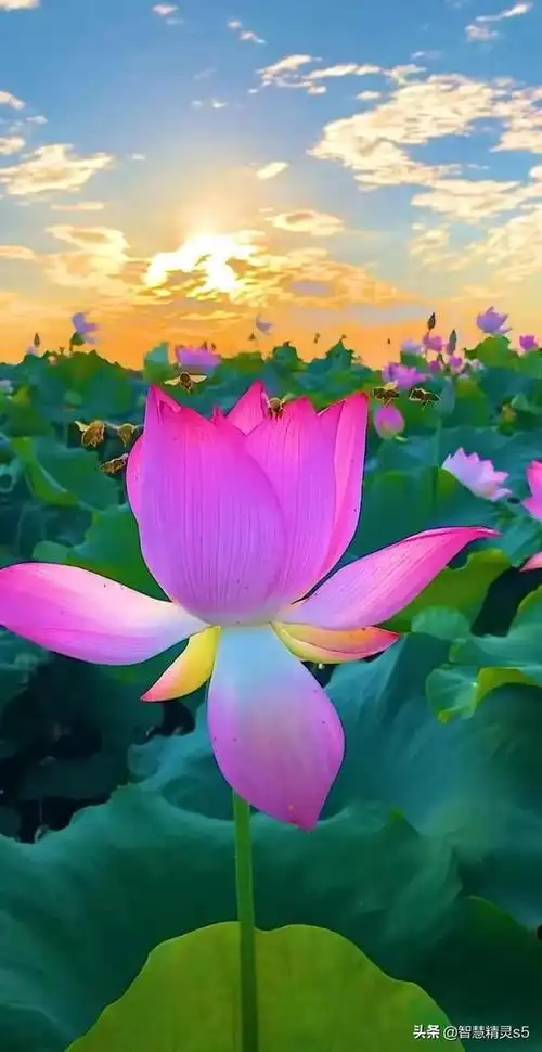 荷花映日绚烂多姿