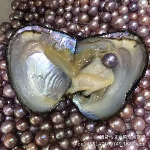 外贸热销淡水水珍珠小河蚌真空包装量大价优爱迪生小河蚌
