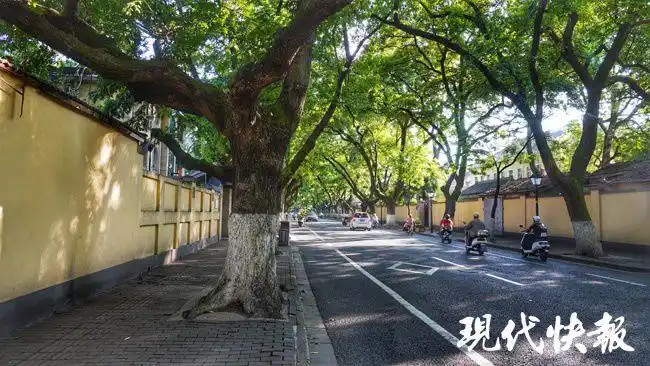 大暑至,南京这些地方清凉感拉满|梧桐|颐和路|林荫_网易订阅