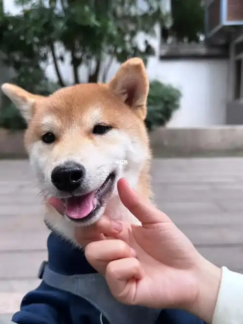 许光汉是你吗你爱茉莉拿铁还是冰美式