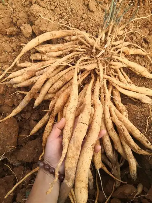 达州百部种子批发商