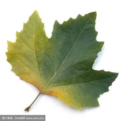 法国梧桐x hispanica;秋天的叶子