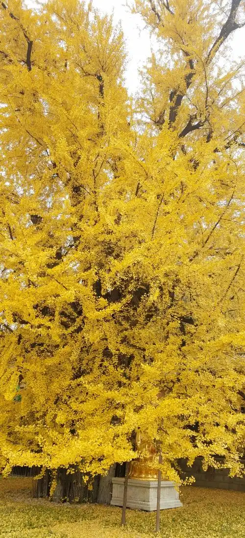 中国最美银杏树,1400年前李世民亲手所栽!