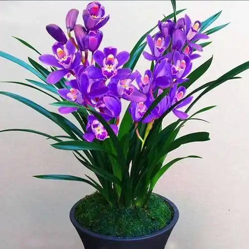 十大名贵兰花图片(十大名贵兰花图片大全 排2名)