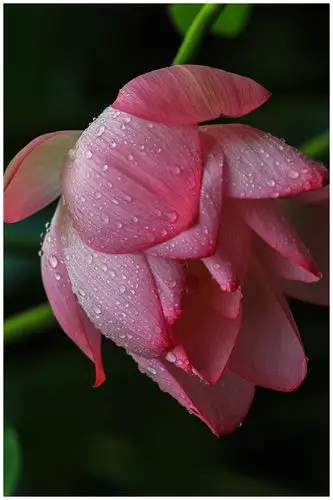 烟雨荷花别样红