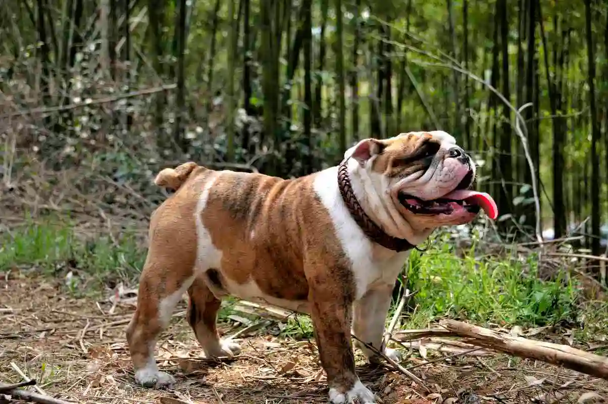 英国斗牛犬交配