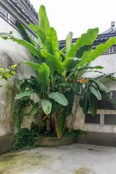 芭蕉树图片
