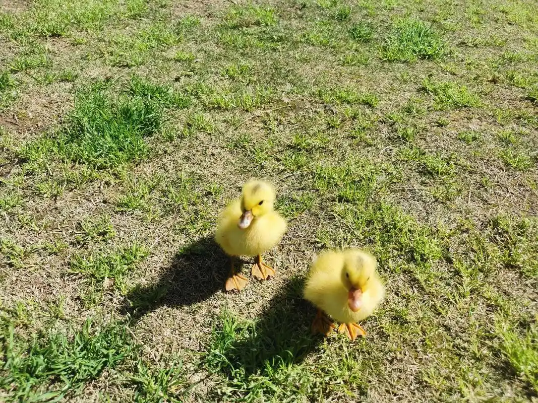 小黄鸭与大白鹅#小鸭子真可爱 #是鸭还是鹅 - 抖音