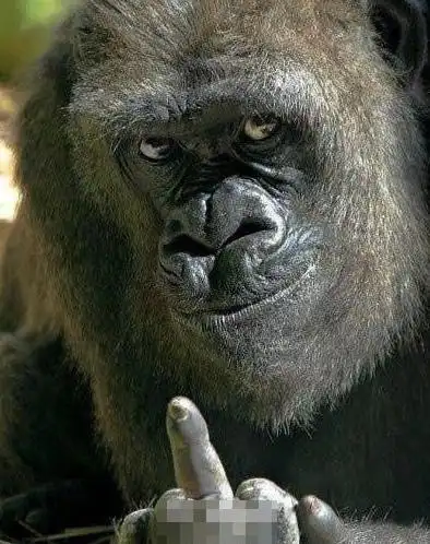 大猩猩鄙视图片