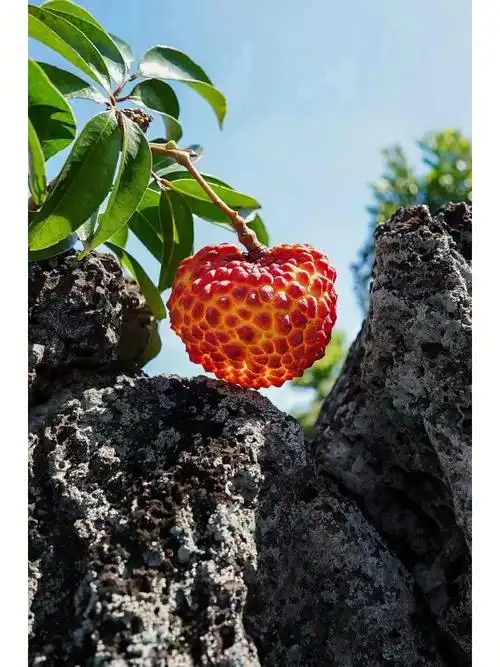 海南火山口荔枝王