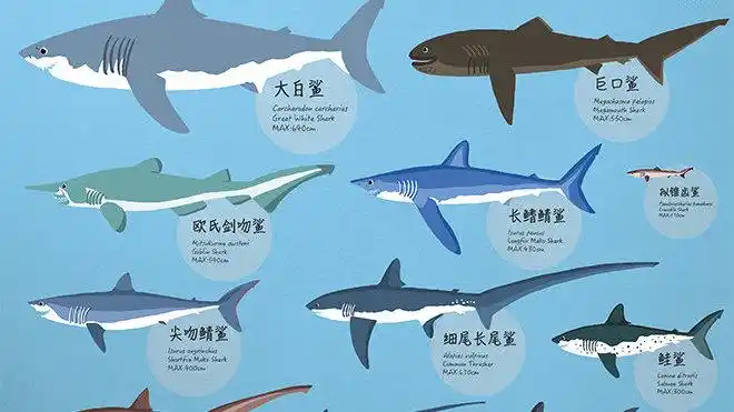 【有趣的鲨鱼大图鉴】第5期
