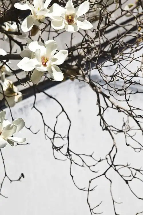 北京大觉寺禅意玉兰