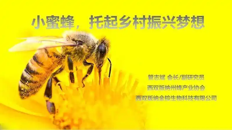 【"雨林英才"论坛】管志斌——小蜜蜂托起乡村振兴梦想_西双版纳州