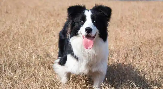 网友:自我养了"边牧"后,就没有一刻消停过!