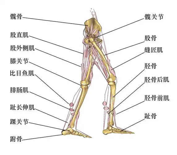 人体下肢解剖